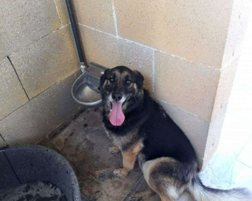 Vuoi adottare un cane a Taranto?