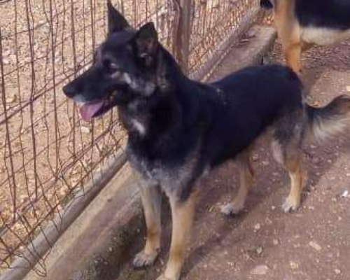 Adotta un cane, maschio, 8 anni  e 7 mesi , Taranto