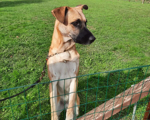 Adozione cane, maschio, Pastore Belga Malinois Razza sconosciuta, 5 anni  e 2 mesi , taglia media, Milano