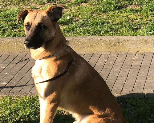 Adotta un cane, maschio, 5 anni  e 3 mesi , Milano