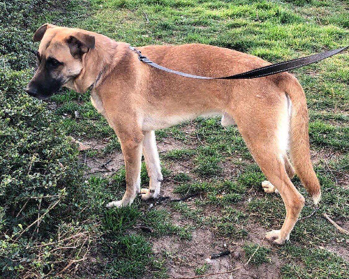Adotta un cane, taglia media, maschio, Milano