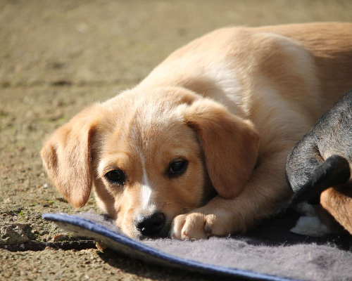 Vuoi adottare un cane a Lecce?
