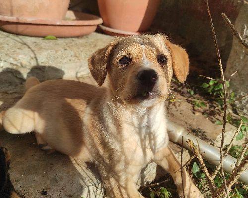 Adotta un cane, femmina, 3 anni e 8 mesi, Lecce