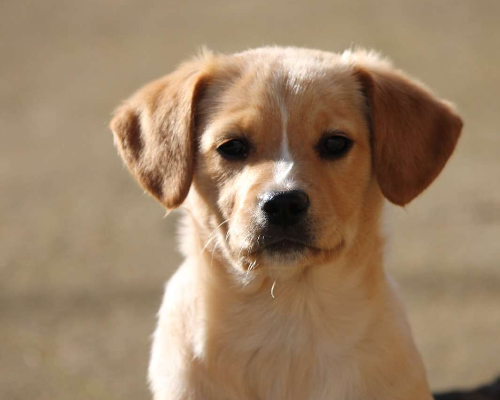 Adozione cane, femmina, meticcio, 3 anni e 8 mesi, taglia media contenuta, Lecce
