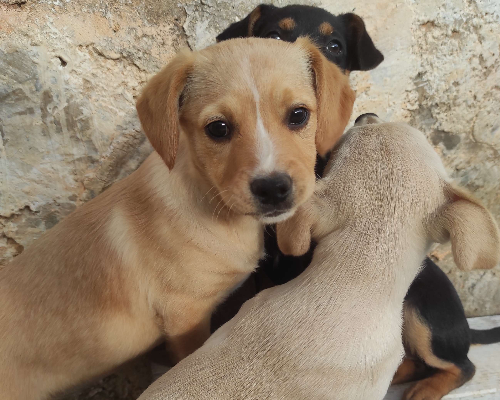 Adotta un cane, taglia media contenuta, femmina, Lecce