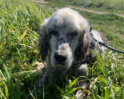 Adotta un cane, maschio, 17 anni, Napoli
