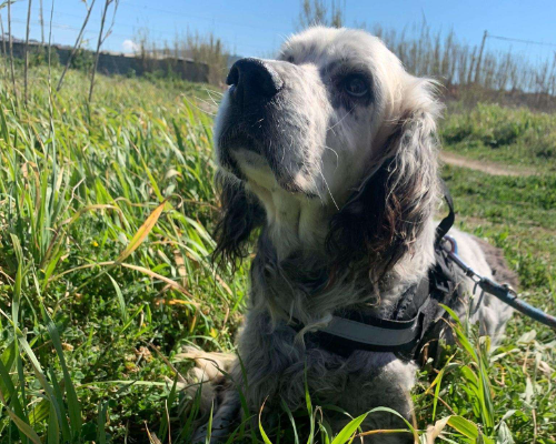 Adotta un cane, taglia media, maschio, Napoli