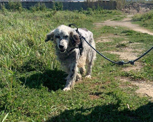 Vuoi adottare un cane a Napoli?