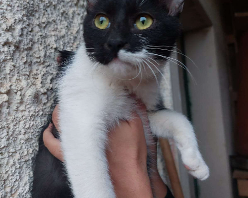 Adotta un gatto, femmina, 3 anni e 11 mesi, Bari