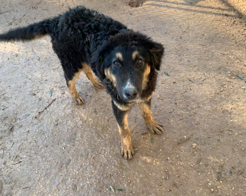 Vuoi adottare un cane a Taranto?