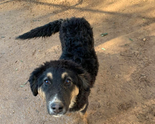 Adotta un cane, maschio, 2 anni  e 9 mesi , Taranto