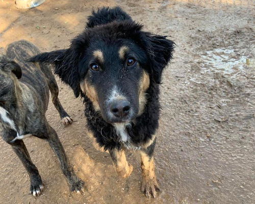 Adotta un cane, taglia grande, maschio, Taranto