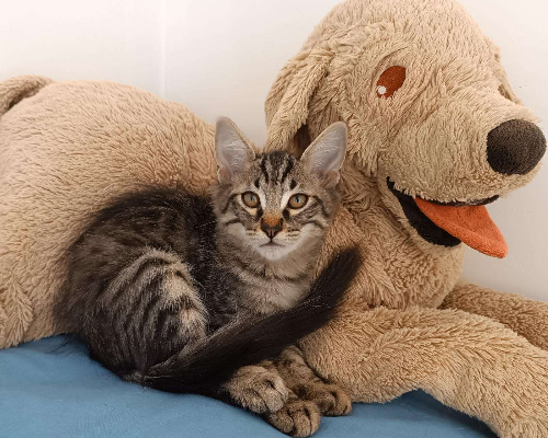 Adotta un gatto, maschio, 2 anni  e 8 mesi , Napoli