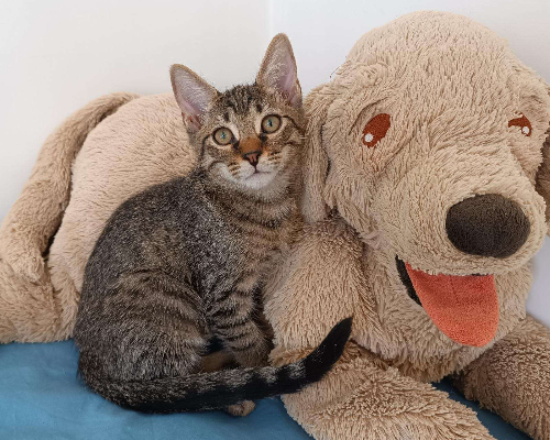 Vuoi adottare un gatto a Napoli?