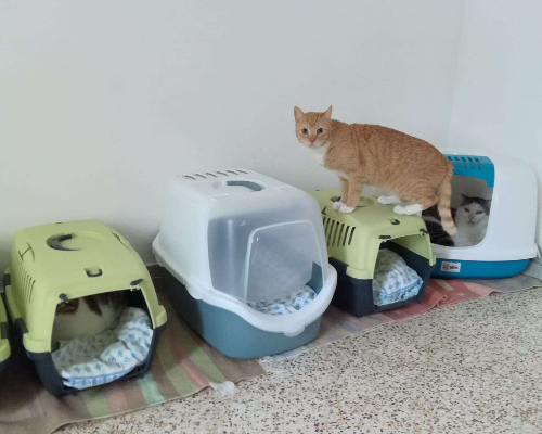 Adotta un gatto, maschio, 5 anni  e 2 mesi , Trapani