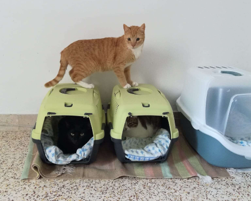 Adotta un gatto, taglia non valida, maschio, Trapani