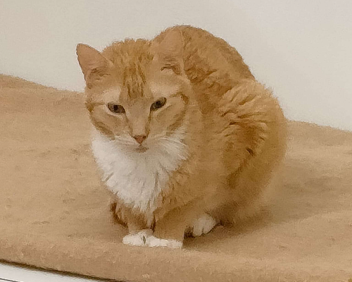 Vuoi adottare un gatto a Trapani?