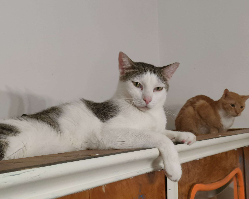 Adotta il gatto Leo a Trapani