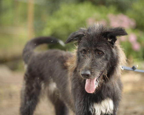 Adotta un cane, femmina, 5 anni e 6 mesi, Milano