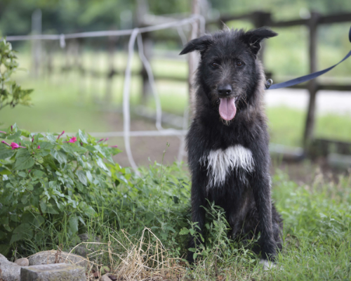 Adozione cane, femmina, meticcio, 5 anni e 6 mesi, taglia grande, Milano