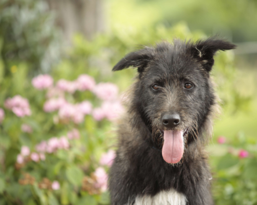 Adotta un cane, taglia grande, femmina, Milano