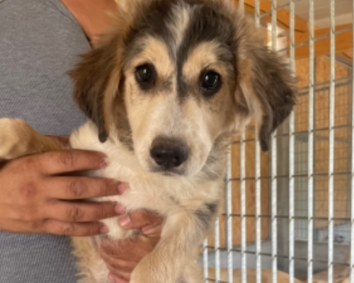 Adozione cane, femmina, meticcio, 3 anni e 11 mesi, taglia media, Genova