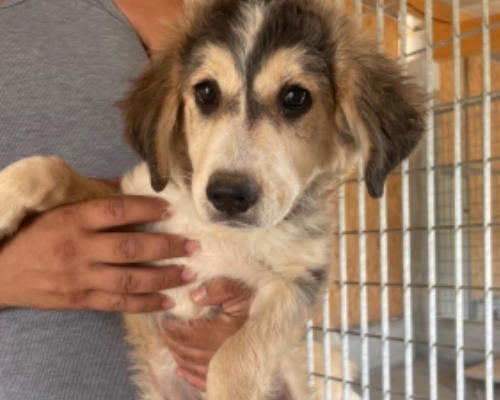 Adotta un cane, femmina, 3 anni e 11 mesi, Genova