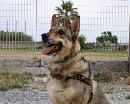 Adozione cane, maschio, Cane lupo Cecoslovacco, 9 anni e 3 mesi, taglia grande, Napoli