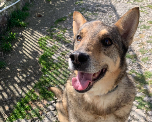 Vuoi adottare un cane a Napoli?