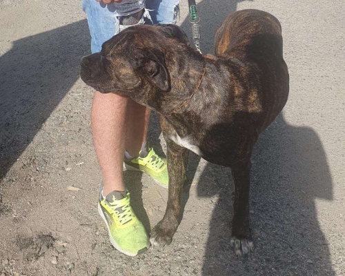 Vuoi adottare un cane a Crotone?