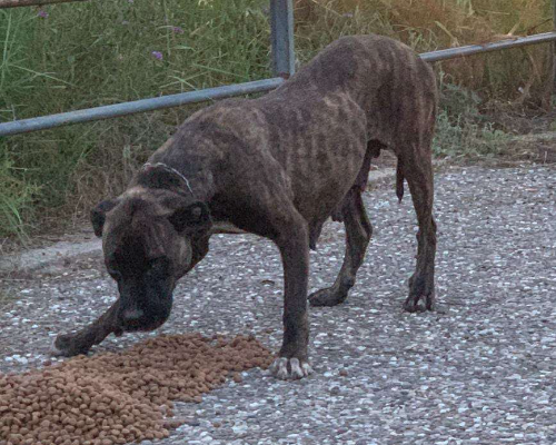 Adotta un cane, taglia grande, femmina, Crotone