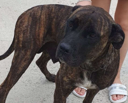 Adozione cane, femmina, meticcio, 4 anni e 4 mesi, taglia grande, Crotone