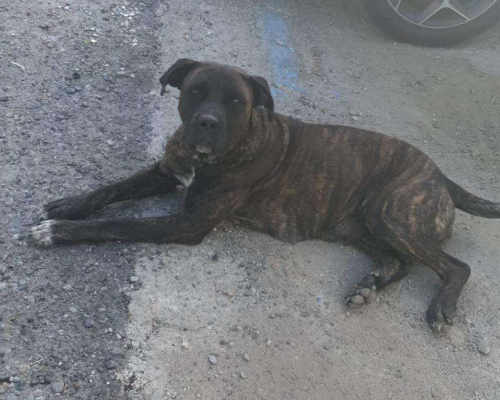 Adotta un cane, femmina, 4 anni e 4 mesi, Crotone