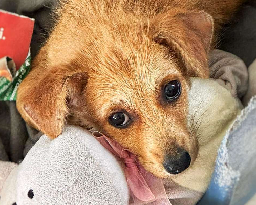 Vuoi adottare un cane a Crotone?