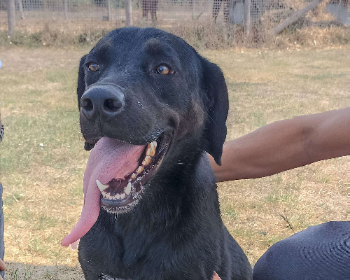 Adotta il cane Soraya a Latina