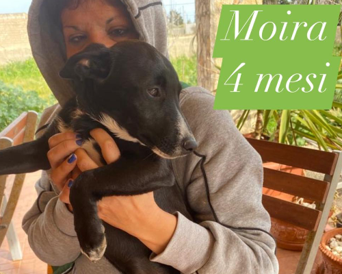 Adozione cane, femmina, meticcio, 3 anni e 5 mesi, taglia piccola, Siracusa