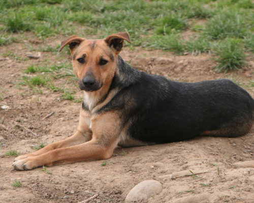 Adotta un cane, taglia media, femmina, Milano