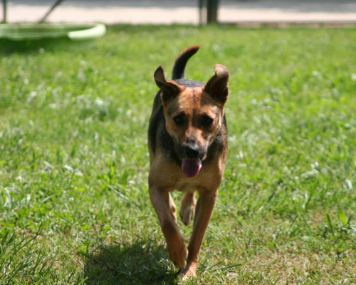 Adotta un cane, femmina, 12 anni  e 6 mesi , Milano