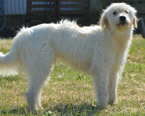 Vuoi adottare un cane a Sud?