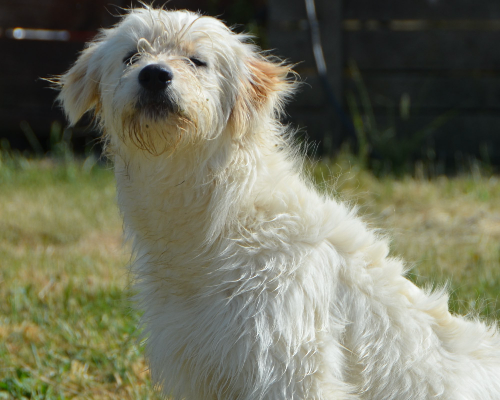 Adotta il cane Attila a Sud