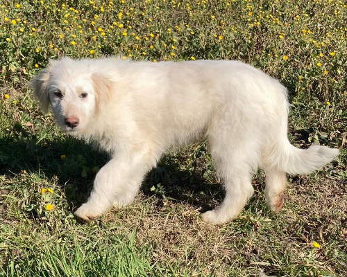 Adotta un cane, maschio, 3 anni  e 7 mesi , Sud