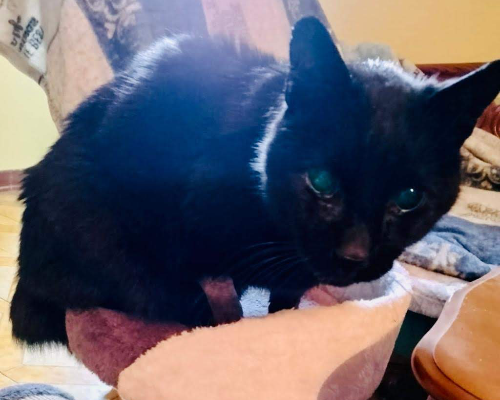 Adozione gatto, maschio, meticcio, 13 anni e 8 mesi, taglia non valida, Roma