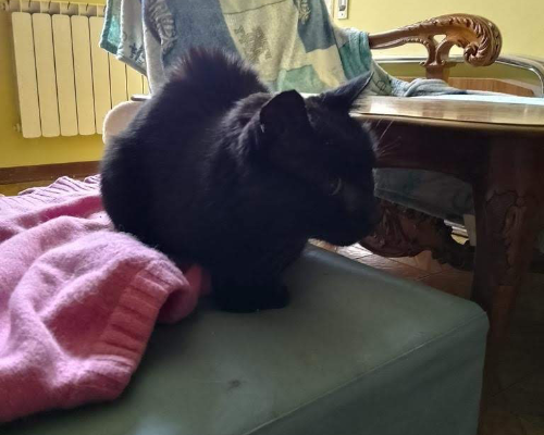 Adotta un gatto, maschio, 13 anni e 8 mesi, Roma