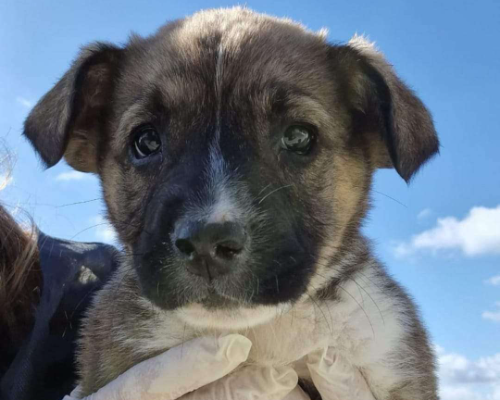 Adozione cane, femmina, Border Collie, 2 anni e 9 mesi, taglia media, Taranto