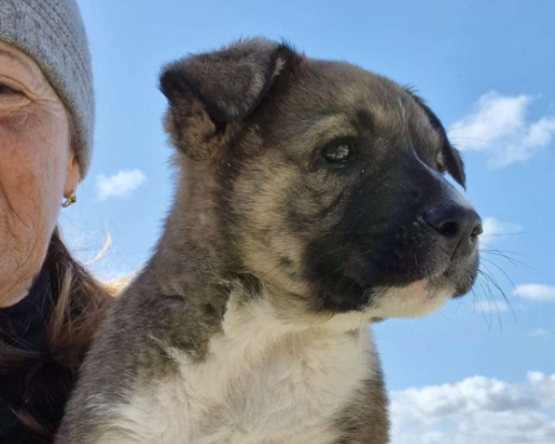 Adotta un cane, femmina, 2 anni e 9 mesi, Taranto