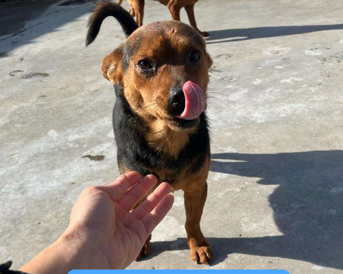 Adozione cane, maschio, meticcio, 9 anni e 2 mesi, taglia piccola, Milano