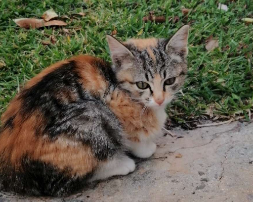 Adotta un gatto, femmina, 1 anno e 10 mesi , Brindisi