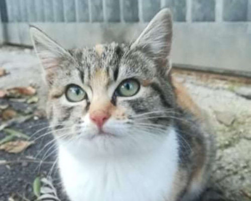 Adozione gatto, femmina, meticcio, 1 anno e 10 mesi , taglia non valido, Brindisi