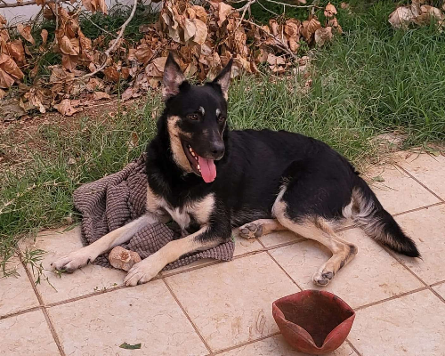 Adotta un cane, maschio, 3 anni  e 9 mesi , Bari