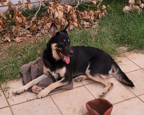 Adotta un cane, taglia media, maschio, Bari